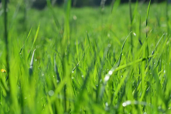 Green grass in the morning — Stock Photo, Image