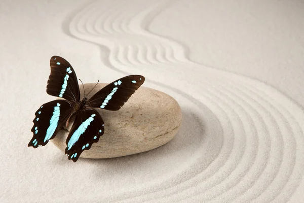 Zez rocce con farfalla — Foto Stock