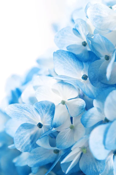 Квіти гортензії — стокове фото