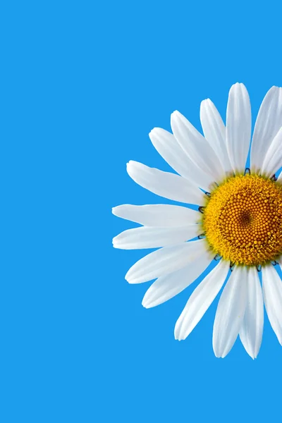 Daisy — Stock Photo, Image