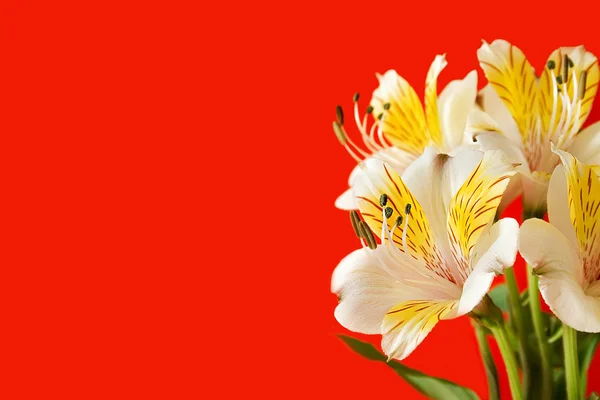 Alstroemeria 꽃 — 스톡 사진