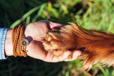 Köpek insan elini tutarak pençe.