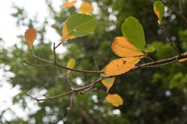Akşamları ağaçlara yansıyan ışık.