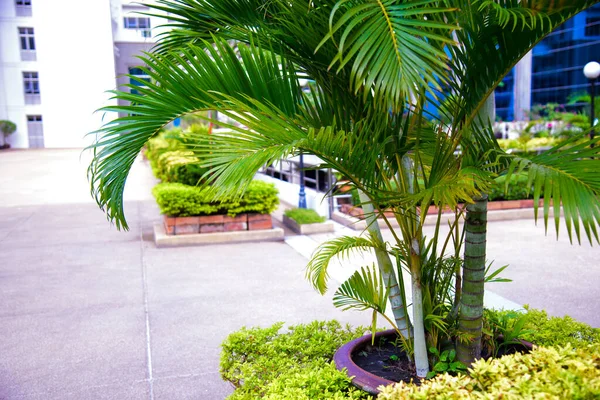 建筑物旁边的小棕榈树 — 图库照片