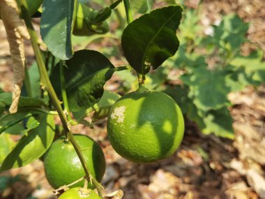 Bahçedeki ağaçta limon parlıyor.