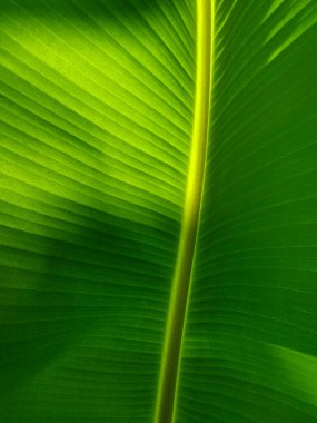 Güneş ışığı gün boyunca muz yapraklarına yansıdı..