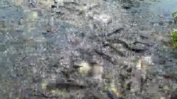 大爆炸中的背景 耀眼的光芒 成群的鱼 — 图库视频影像