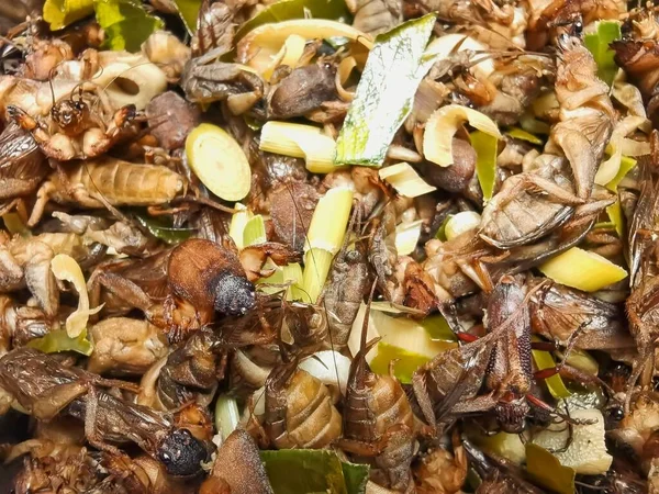 Background Fried Herb Crickets Plate — Stock Photo, Image