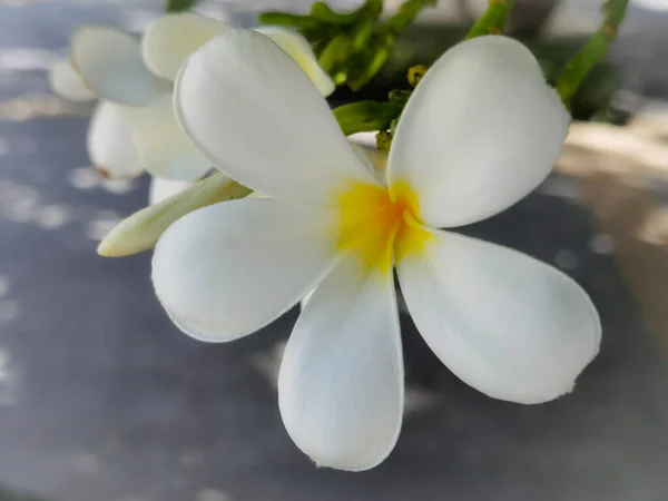 Vit Plumeria Blommar Parken — Stockfoto