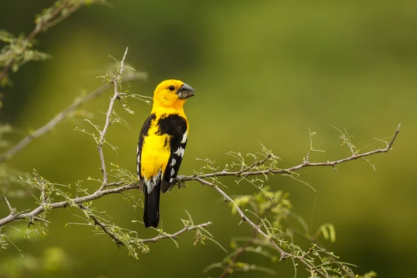 Grosbeak Amarelo do Sul ao custo do Equador — Fotografia de Stock