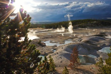 Amerika Birleşik Devletleri 'nde Yellowstone Kaldera' daki çam ağacının içinden gün ışığı tüten fümeroller, batıya yolculuk