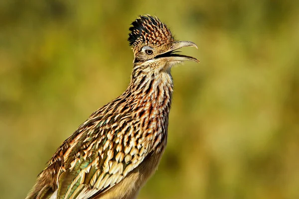 Pássaro Interessante Roadrunner Parque Nacional Death Valley Califórnia Viagem Carro Fotografia De Stock