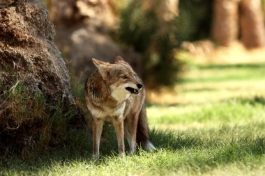 Mad Coyote dişlerini gösterdi, Dead Valley NP, California, ABD seyahati, Kuzey Amerika seyahati