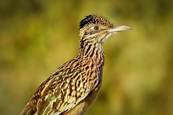 Roadrunner bird sitting quietly and watching around in Death Valley np, US, birdwatching, road trip in America