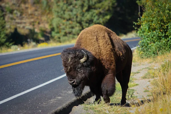 Bisão Americano Yellowstone Viagem Rodoviária Dos Eua Através Parques Nacionais — Fotografia de Stock