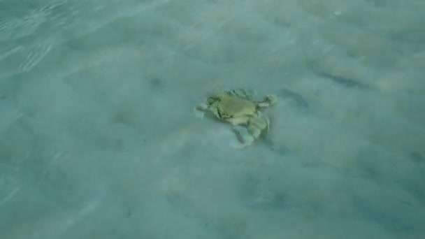 Gros Plan Vdo Sur Côte Crabe Mer Marche Sur Sable — Video