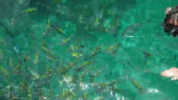 泰国Koh Phi的翡翠清澈的海水是美丽的 热带地区的海洋环境是各种动物的家园 比如度假游客们在潜水时成群地游动小丑鱼 — 图库视频影像
