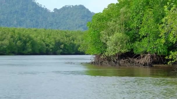 タイの黄色の川の水路の1つで緑豊かなマングローブの景色を通して伝統的な竹ラフティングで旅行生態系 運河や森の熱帯環境でのアウトドアアドベンチャーです — ストック動画