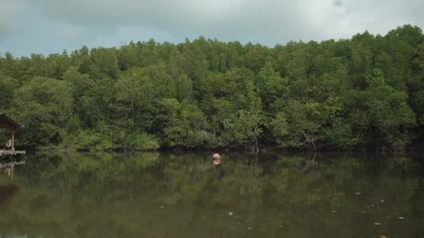 Подорожуюча Екосистема Традиційним Бамбуковим Рафтингом Через Пишні Мангрові Ліси Мальовничі — стокове відео