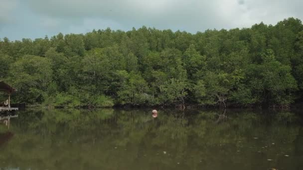 Ecossistema Viagem Por Rafting Bambu Tradicional Através Exuberante Manguezais Cênicos — Vídeo de Stock