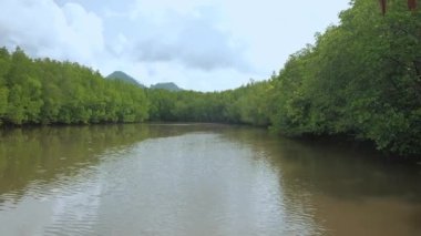 Tayland 'ın sarı nehir su yollarından birinde yemyeşil mangrovlar arasında geleneksel bambu raftingi ile ekosistemi gezmek. Kanalların ve ormanların tropikal ortamında bir açık hava macerasıdır..