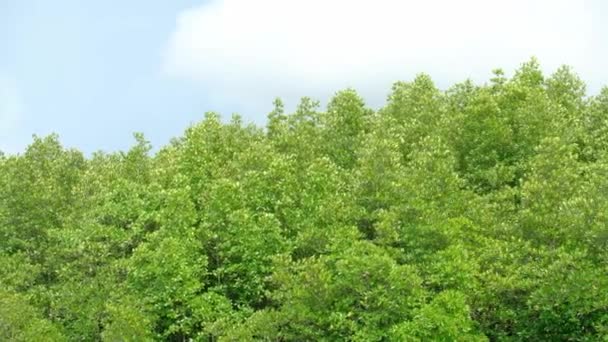 Textuur Achtergrond Schilderachtige Boomtoppen Takken Groene Bladeren Van Mangrovebomen Fladderen — Stockvideo