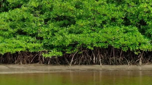 Resa Ekosystem Genom Traditionella Bambu Forsränning Genom Frodiga Mangrove Natursköna — Stockvideo