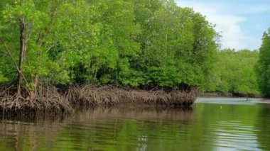 Tayland 'ın sarı nehir su yollarından birinde yemyeşil mangrovlar arasında geleneksel bambu raftingi ile ekosistemi gezmek. Kanalların ve ormanların tropikal ortamında bir açık hava macerasıdır..