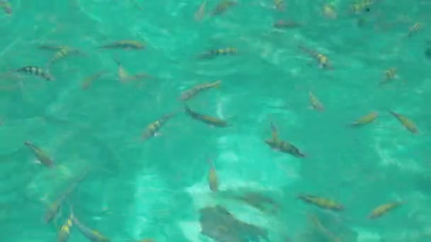 从船上可以看到这样的景象 泰国菲菲岛上翠绿的海水是如此清澈 许多美丽的小丑鱼都能活着游泳 热带海湾环境中 — 图库视频影像