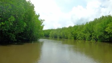 Tayland 'ın sarı nehir su yollarından birinde yemyeşil mangrovlar arasında geleneksel bambu raftingi ile ekosistemi gezmek. Kanalların ve ormanların tropikal ortamında bir açık hava macerasıdır..