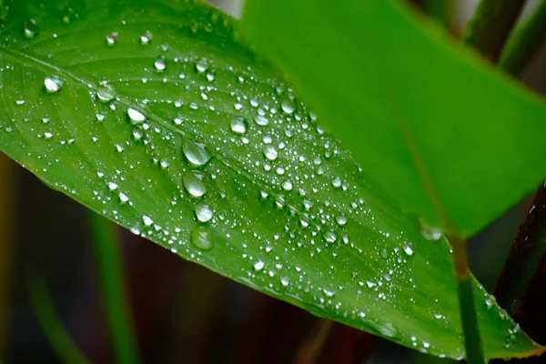 Close Wet Green Leaves Water Droplets Transparent Dew Fluttering Blowing — Stock Photo, Image