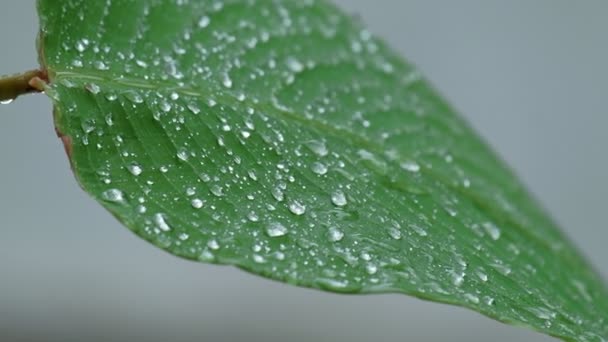 Nahaufnahme Nassgrüne Blätter Mit Wassertropfen Und Transparentem Tau Der Regen — Stockvideo