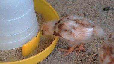 Kırsal bir çiftlikteki kafeste çeltik yiyeceği yiyen bir grup esmer hatunu kapatıyorlar. Gündüzleri, kümes hayvancılığı Asya 'daki insanlar arasında popüler bir endüstri..