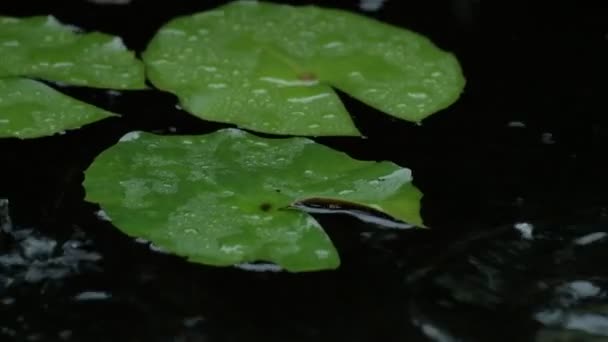 Rain Fell Natural Green Leaves Water Lilies Pond Rainy Season — Stock Video