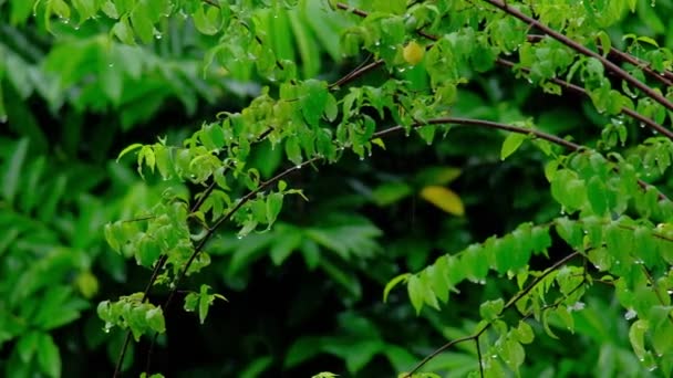 Close Folhas Árvores Verdes Molhadas Com Gotas Água Orvalho Batendo — Vídeo de Stock