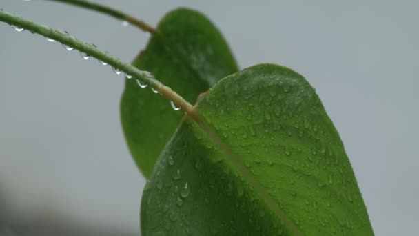 Nahaufnahme Nassgrüne Blätter Mit Wassertropfen Und Transparentem Tau Der Regen — Stockvideo