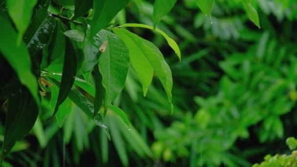 クローズアップ 水滴や露がなびくと雨の季節の雨の中で吹いて 新鮮な感じで湿った緑の木の葉 自然の屋外環境は美しい植物園で湿気があります — ストック動画