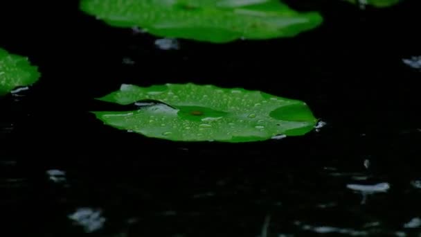 Дощ Впав Природне Зелене Листя Водяних Лілій Ставку Сезон Дощів — стокове відео