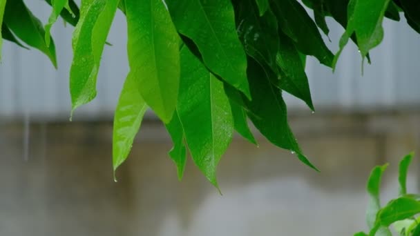 Крупним Планом Листя Мокрих Зелених Дерев Краплями Води Роса Мерехтить — стокове відео