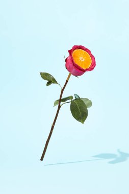 Mavi arka planda mor gül olan en küçük yerleşim yeri. Portakal dilimli ve su damlalı yaratıcı minimal gül. Taze meyveli pembe çiçek. Günışığı ve gölge