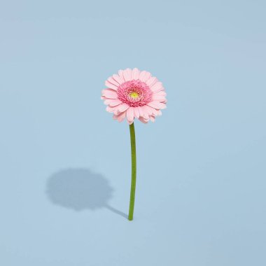 Pastel mavi arka planda Gerbera çiçeği. Pembe çiçekli yaratıcı asgari çiçek düzeni. Yaz zamanı asgari konsept