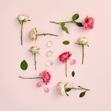 Pastel pembe arka planda gül çiçekleri. Beyaz ve kırmızı çiçekli bahar ya da yaz çiçekleri. Düğün, anne ya da sevgililer günü çiçek konsepti