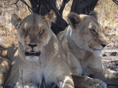 Namibya 'daki Etosha Ulusal Parkı' nda iki aslan bir çalılığın altında dinleniyor.
