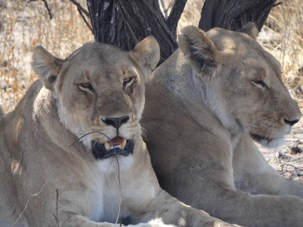 Δύο Λιοντάρια Αναπαύονται Κάτω Από Ένα Θάμνο Στο Εθνικό Πάρκο — Φωτογραφία Αρχείου