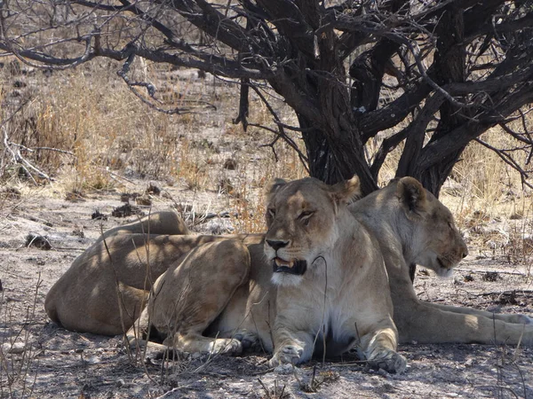 Dois Leões Estão Descansando Sob Arbusto Parque Nacional Etosha Namíbia — Fotografia de Stock