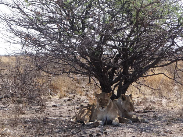 Due Leoni Riposano Sotto Cespuglio Nel Parco Nazionale Etosha Namibia — Foto Stock
