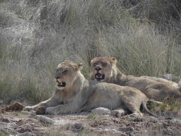 Φωτογραφία Ομάδας Λιονταριών Που Αναπαύονται Νερόλακκο Στη Ναμίμπια — Φωτογραφία Αρχείου