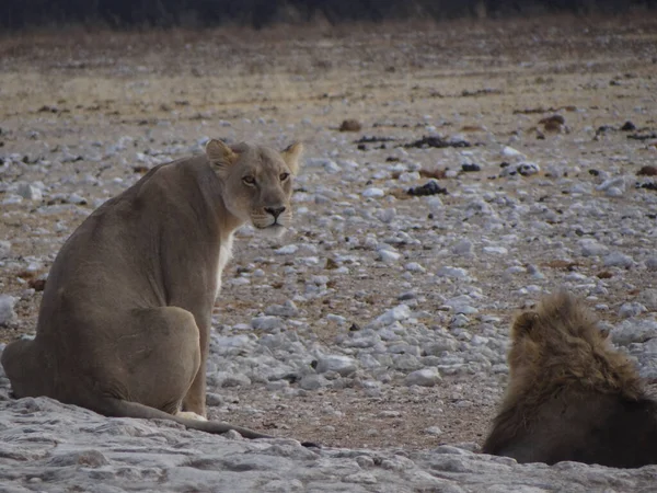 Foto Uma Leoa Sentada Buraco Água Parque Nacional Etosha Namíbia — Fotografia de Stock