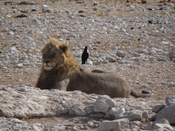 Фото Льва Время Отдыха Водопоя Национальном Парке Этоша Намибае — стоковое фото
