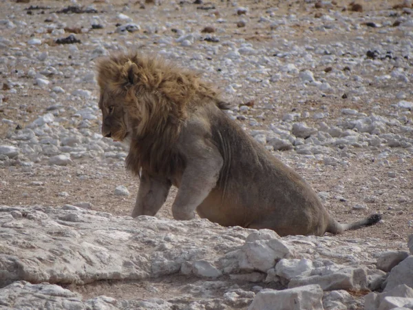 Photo Lion While Resting Waterhole Etosha National Park Namibai — Stock Photo, Image